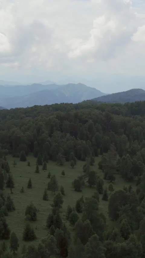 Drone view of Manzherok Mountain forest ridge in lush Altai Republic scenery Video stock 346554772