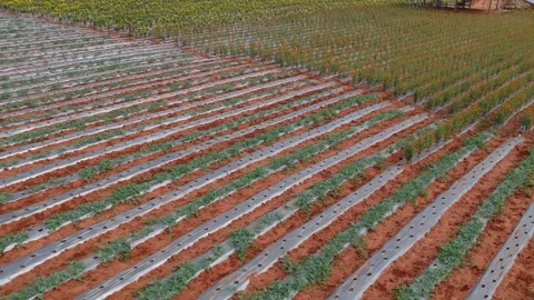 Drone view of marigold flower field 4k footage Stock Footage 302715210