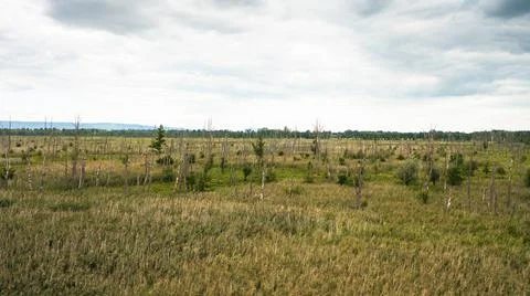 Drone view of a marsh with growing reed grasses and dead old trees Stock Photos