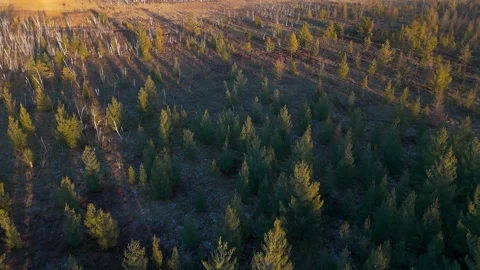 Drone view marsh pines at low altitude Stock Footage 297277359