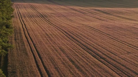 A drone view of a mature wheat field bathed in warm golden-hour sunlight with a Stock Footage 337619737