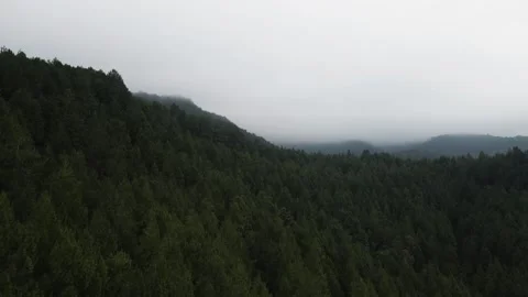 Drone view of a misty green forest on top of mountain Stock Footage 259793834
