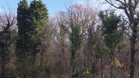 Drone View Of Mixed Forest With Evergreen And Leafless Trees Stock Footage 324889747