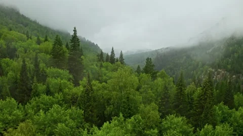 Drone view of mixed forest tree tops during cloudy weather Vídeo Stock 248461236