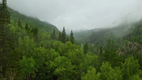Drone view of mixed forest tree tops during cloudy weather 動画素材 252012632
