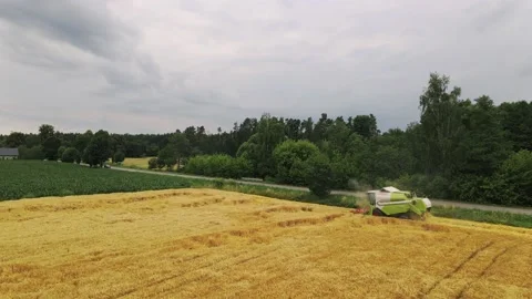 Drone view of a modern combine harvester reaping wheat near forest Stock Footage 201968898