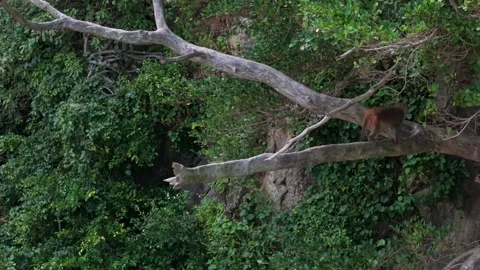 Drone View of a Monkey in the Wild Stock Footage 314290584