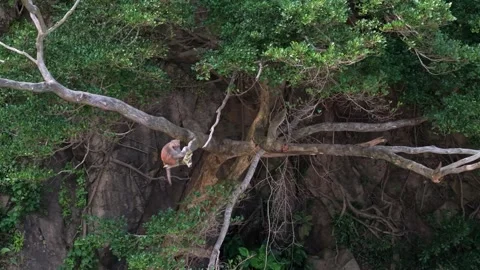 Drone View of a Monkey in the Wild 動画素材 314290585