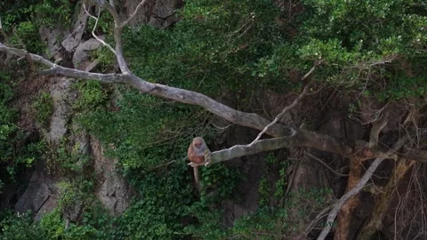 Drone View of a Monkey in the Wild 動画素材 314290588