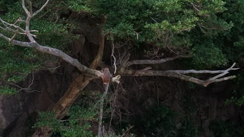 Drone View of a Monkey in the Wild Stock Footage 314290647