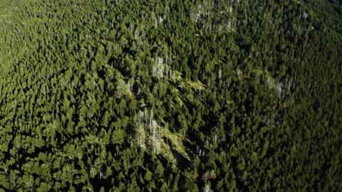 Drone view on the mountain forest of coniferous trees, Pyrenees, Andorra 스톡 동영상 139492548