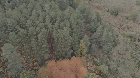 Drone view of a mountain forest during autumn in Madrid, Spain (1) Stock Footage 111953090