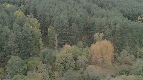 Drone view of a mountain forest during autumn in Madrid, Spain (2) Stock Footage 111953278