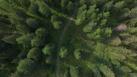 Drone View of a Mountain Forest Road in Summer Stock Footage 318919874
