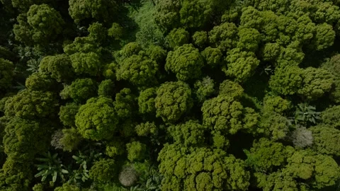 Drone view mountain planting trees in tropical island Bali Stock Footage 236467754