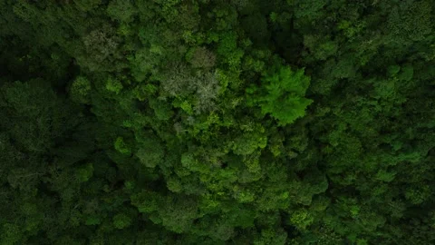 Drone view mountain planting trees in tropical island Bali Stock Footage 236468934