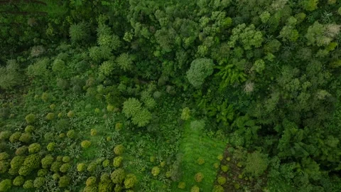Drone view mountain planting trees in tropical island Bali Stock Footage 236692450