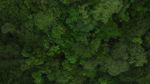 Drone view mountain planting trees in tropical island Bali Stock Footage 236692715