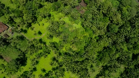 Drone view mountain planting trees in tropical island Bali Stock-Footage 239553825