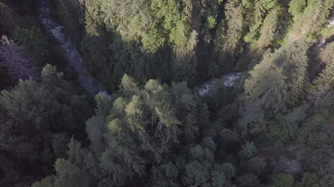Drone view of mountain river between green trees Video stock 93435816