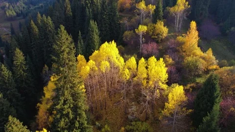 Drone view of the mountains in the fall - yellow trees Stock Footage 290112415