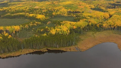 A drone view moving slowly over a lake and a beautifully colored autumn forest. Stock Footage 119387561