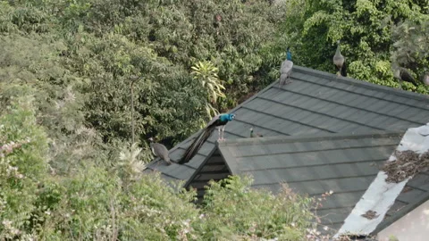 Drone View of Multiple Peacocks on Residential Rooftop in India Stock Footage 331294385