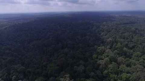 Drone view natural rainforest area in Sumatera Indonesia Stock Footage 119308884