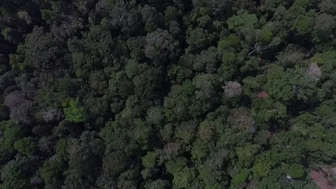Drone view natural rainforest area in Sumatera Indonesia Stock Footage 119309022