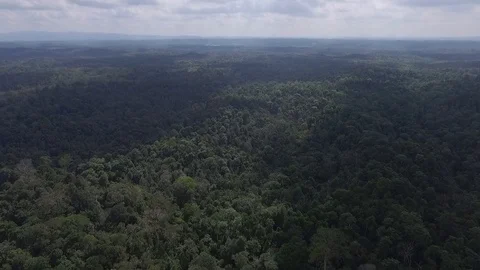 Drone view natural rainforest area in Sumatera Indonesia Stock Footage 119309087
