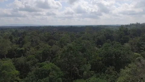 Drone view natural rainforest area in Sumatera Indonesia Stock Footage 119309219