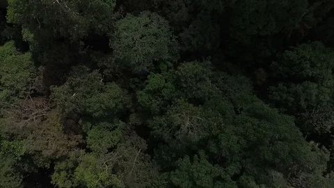 Drone view natural rainforest area in Sumatera Indonesia Stock Footage 119309332
