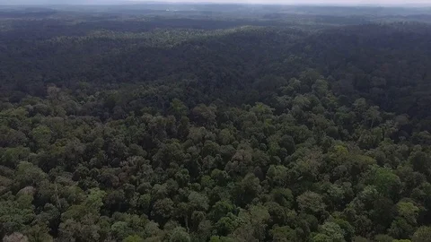 Drone view natural rainforest area in Sumatera Indonesia Stock Footage
