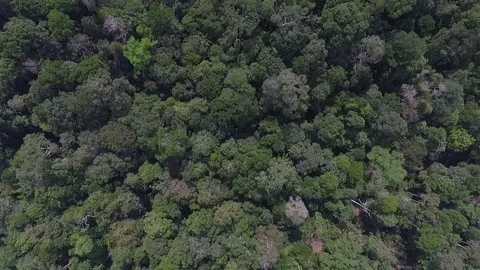 Drone view natural rainforest area in Sumatera Indonesia Stock Footage 119313153