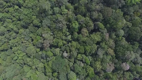 Drone view natural rainforest area in Sumatera Indonesia Stock Footage 119313390