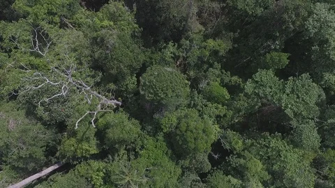 Drone view natural rainforest area in Sumatera Indonesia Stock Footage 119314098