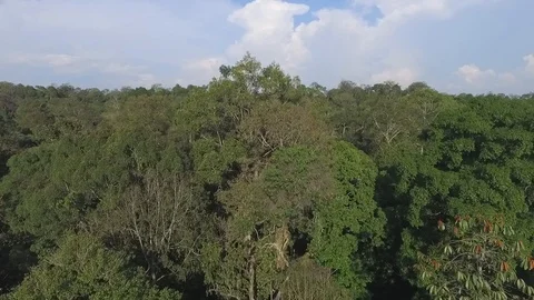 Drone view natural rainforest area in Sumatera Indonesia Stock Footage 119314450
