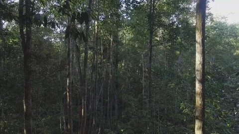 Drone view natural rainforest area in Sumatera Indonesia Stock Footage 119314502