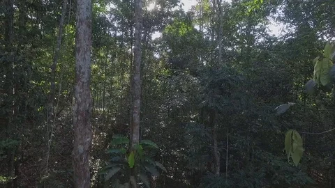 Drone view natural rainforest area in Sumatera Indonesia Stock Footage 119314533