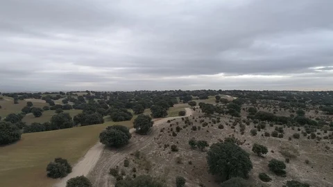 Drone view of an oak forest in Madrid, Spain (2) Stock Footage 111964500