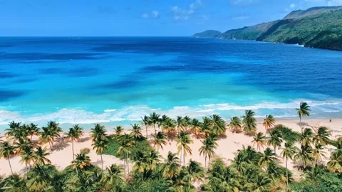 Drone view of ocean coast with palm trees on sunny beach. Stock Footage 302484952