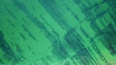 Drone view ocean surface showcasing intricate patterns of green algae in water. Stock Photos