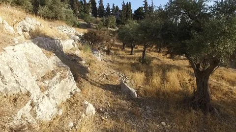 Drone view of olive trees, and Old City Jerusalem. DJI-0010-01 動画素材 98570383