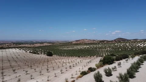 Drone view of olive trees plantation in Spain. Vast fields planted with trees Stock Footage 172187576