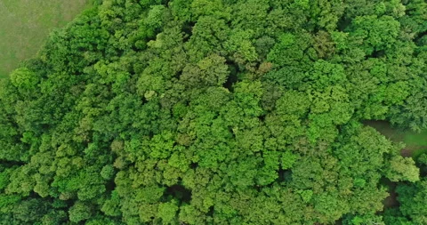 Drone view over the beech forest with a clearing in the woods. Lateral movement Stock Footage 214448121