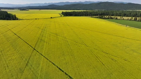 Drone view over canola field Stock Footage 284779701