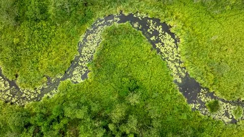 Drone view over curving river traversing a green summer forest. Stock Photos