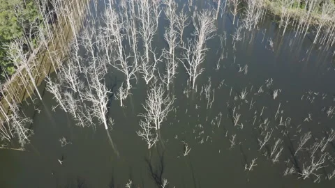 Drone view over dead trees because of water overflow, Mynion Falls, Australia Stock Footage 240062616