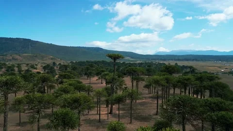 Drone view over dense native araucaria forest with wide valley and Andean Vídeo Stock 331216649