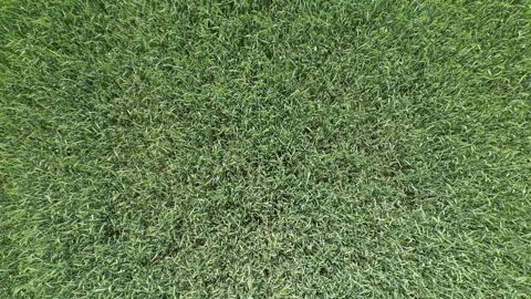 Drone view over a field with crop in the wind in summer - Speed Ramp Stock Footage 277351326